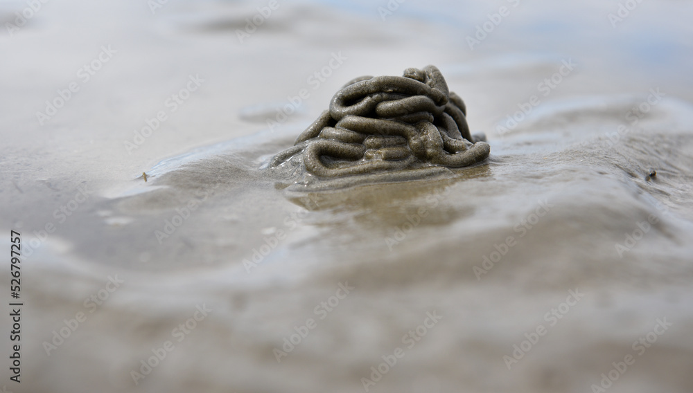 Wattwurm Sandhaufen an der Nordsee 