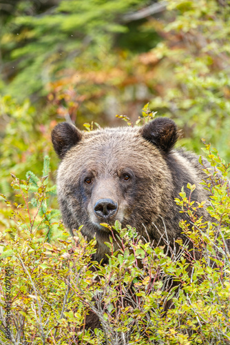 Grizzly Bear in Berry Patch