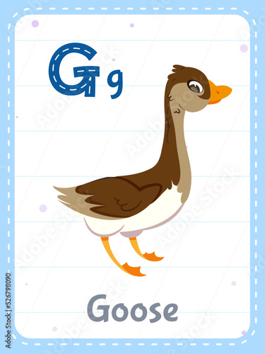 Alphabet printable flashcard with letter G. Cartoon cute goose animal picture and english word on flash card for children education. School memory cards for kindergarten kids flat vector illustration.