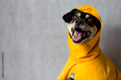 Fototapeta Happy mongrel black dog in a yellow raincoat stands on the white background