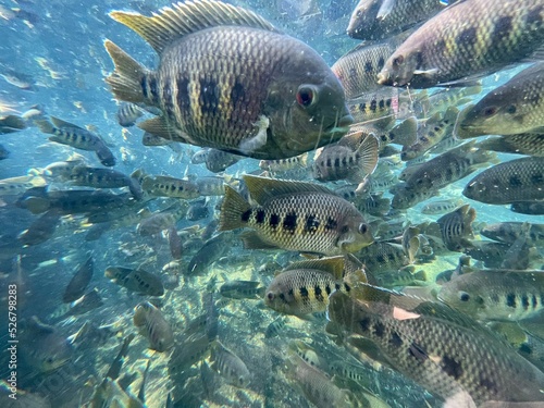 Flock of Spotted tilapia fish in the tranquil underwater photo