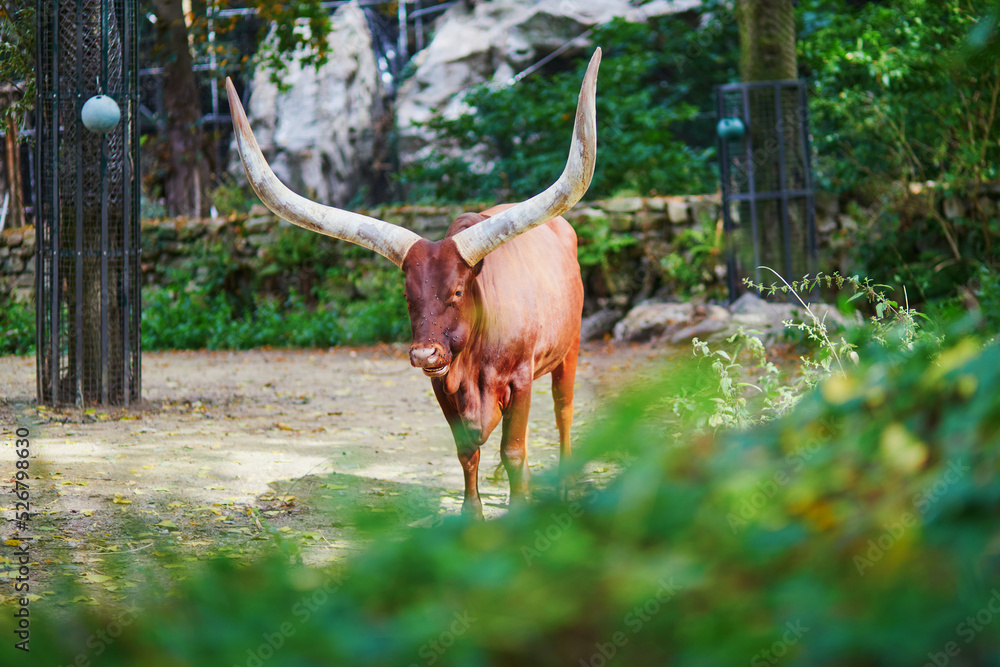 Bull walking outdoors in a zoo Bull walking outdoors in a zoo