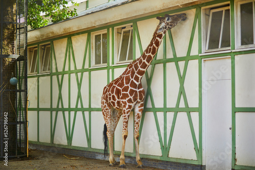 Giraffe walking outdoors on zoo