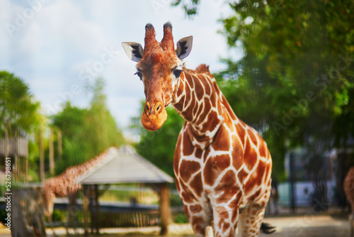 Giraffe walking outdoors on zoo photo