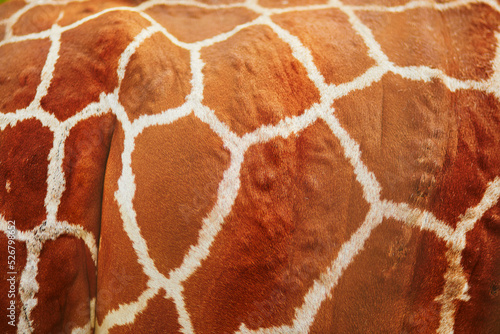 Closeup of giraffe hide