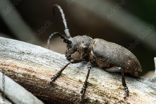 Fotografering Long-horned weaver beetle