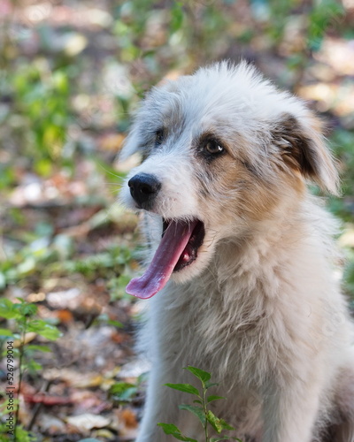 Wallpaper Mural Der Kopf von einem hell braun-weißen jungen Hund mit lang ausgestreckte Zunge.  Torontodigital.ca