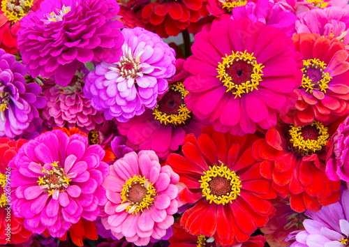 pink and red zinnia closeup © Tamela