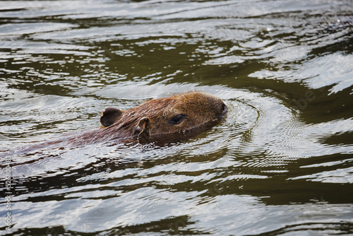 Capybara swimming