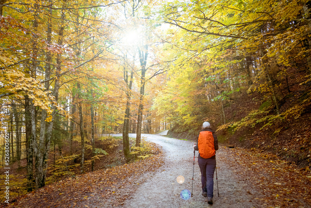 Fototapeta premium Woman walking in the forest in autumn. Parco Nazionale delle Foreste Casentinesi, Monte Falterona e Campigna - Tuscany, Italy