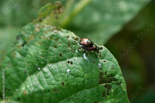 Japanese Beetle Damage © Sarah