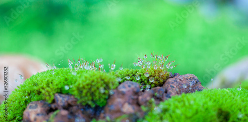 grass in the garden