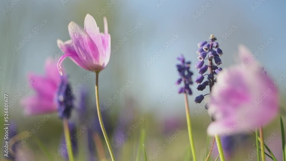 Beautiful flowers, swaying in the wind in a meadow on a sunny day.
Beautiful flowers, swaying in the wind in a meadow on a sunny day.