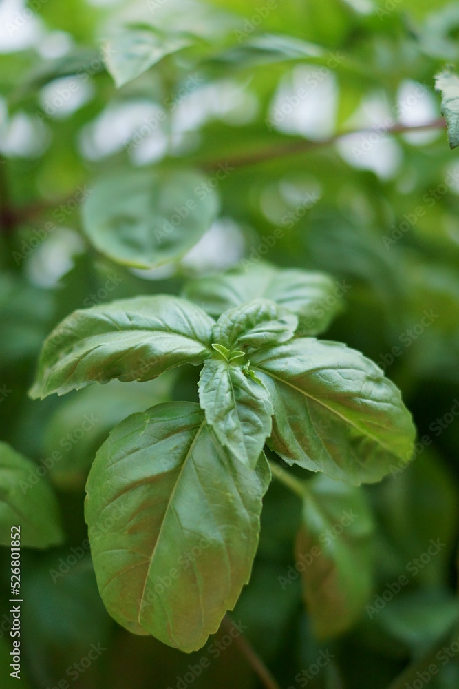 Obraz premium Beautiful background with aromatic herbs - basil