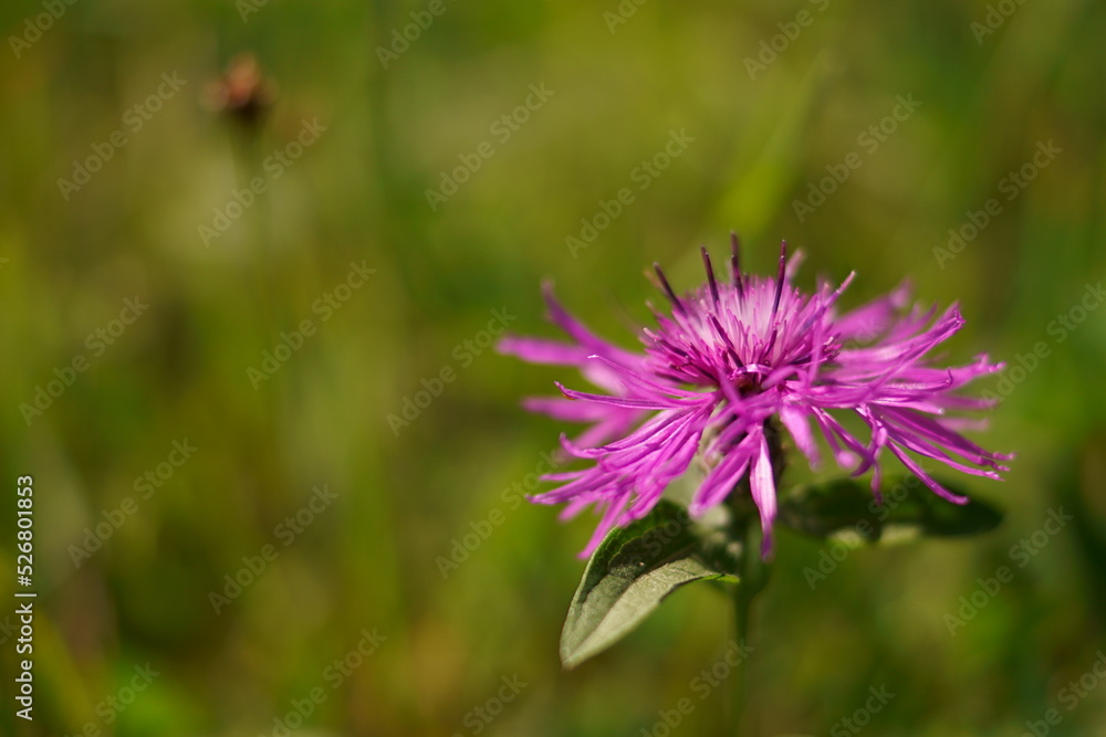 Fototapeta premium Wild flowers - Meadow knapweed; Centaurea nervosa