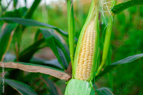 Corn in the garden. Spot focus of corn on the cob in organic corn plot.