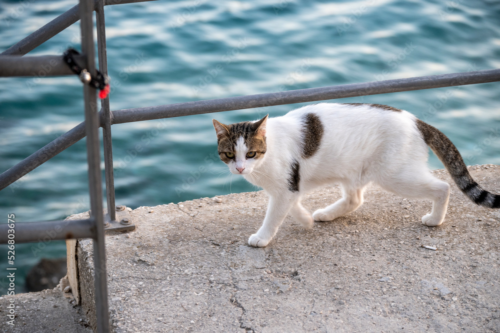 Domestic cat with brown stains on white fur walking on the cement stairs above the beach of Mimice, Croatia, trying to find food from tourists Domestic cat with brown stains on white fur walking on the cement stairs above the beach of Mimice, Croatia, trying to find food from tourists