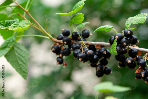 Clusters of black currant grow on a green bush....