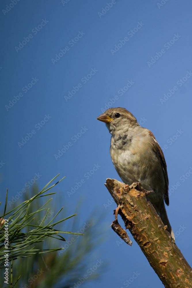 House Sparrow female. Passer Domesticus. House sparrow perched on tree branch, songbird on a pine tree.