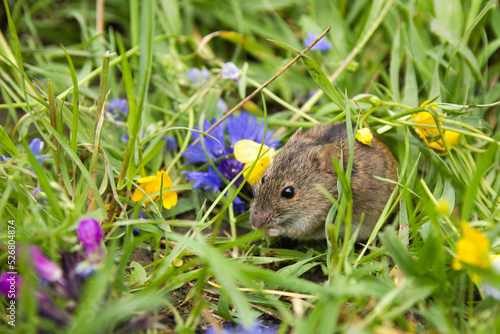 Mouse between flowers and green grass in the meadow at spring (Apodemus agrarius) on a green background, cute mouse, summer meadow with wild field mouse, rodent. photo