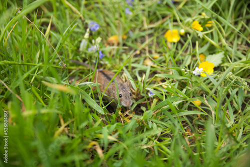 Mouse between flowers and green grass in the meadow at spring (Apodemus agrarius) on a green background, cute mouse, summer meadow with wild field mouse, rodent.