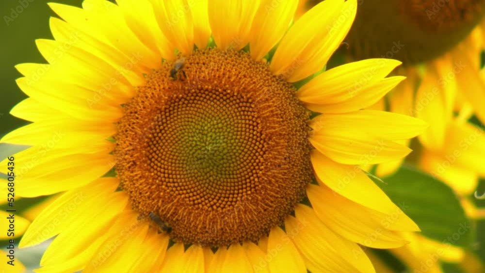 Yellow flowers of sunflower plants with honey bees insects in the field Yellow flowers of sunflower plants with honey bees insects in the field