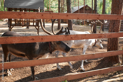 also known as spotted deer, chital deer, and axis deer, is a deer species native to the Indian subcontinent. this photo was taken from zoo photo