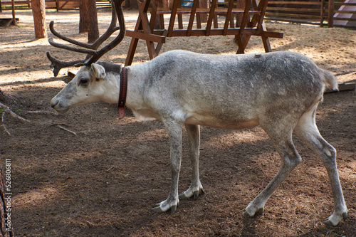 also known as spotted deer, chital deer, and axis deer, is a deer species native to the Indian subcontinent. this photo was taken from zoo photo