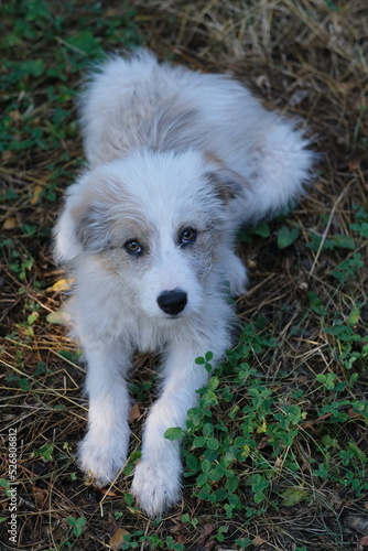 Wallpaper Mural Ein weißer Hund mit hell braune Flecken sitzt auf dem Erdboden und schaut erwartungsvoll in der Kamera. Torontodigital.ca