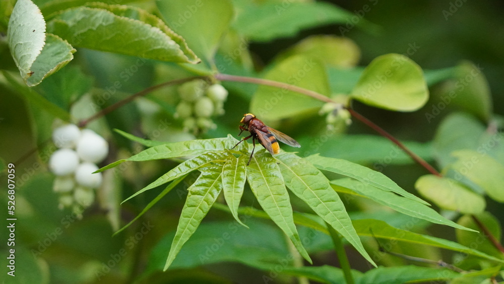 Fototapeta premium spider on leaf