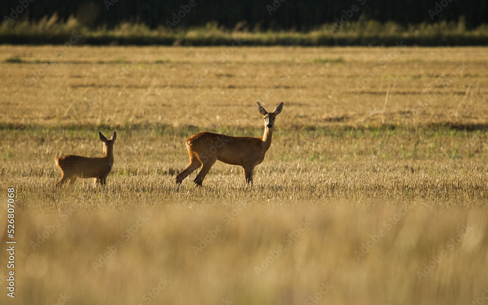 Naklejka premium Roe deer, Capreolus capreolus. Majestic roe deer on the fields in a morning.