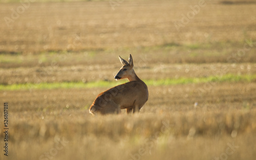 Roe deer, Capreolus capreolus. Majestic roe deer on the fields in a morning.