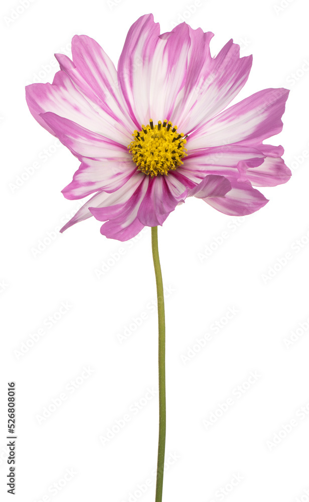 cosmos flower isolated