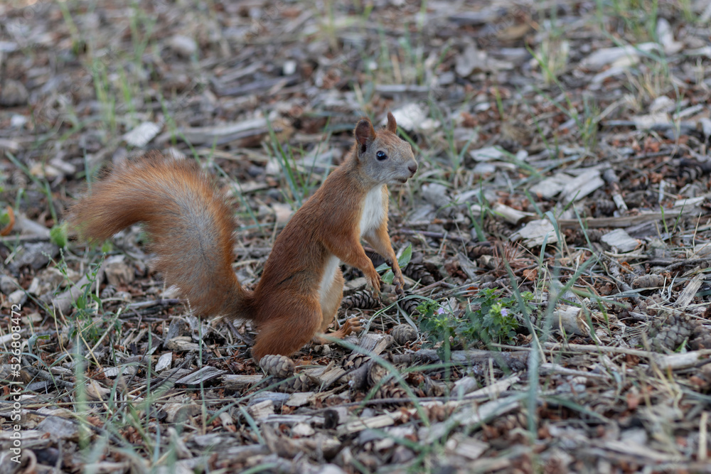 Cute squirrel on blurred natural forest background. Save wild nature concept Cute squirrel on blurred natural forest background. Save wild nature concept