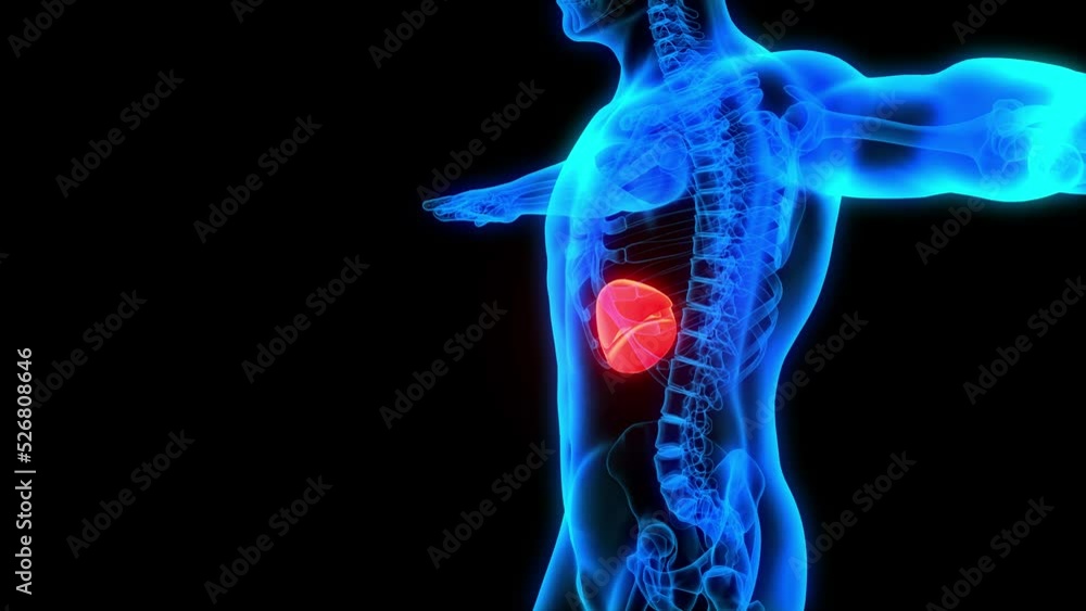 liver disease symptoms liver failure 3d anatomy xray ultrasound pain