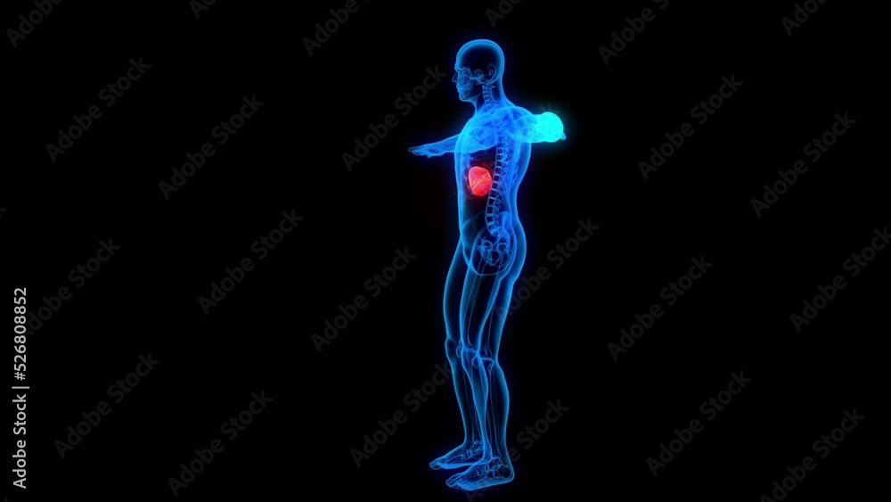 liver disease symptoms liver failure 3d anatomy x-ray ultrasound pain Medical liver disease symptoms liver failure 3d anatomy x-ray ultrasound pain Medical