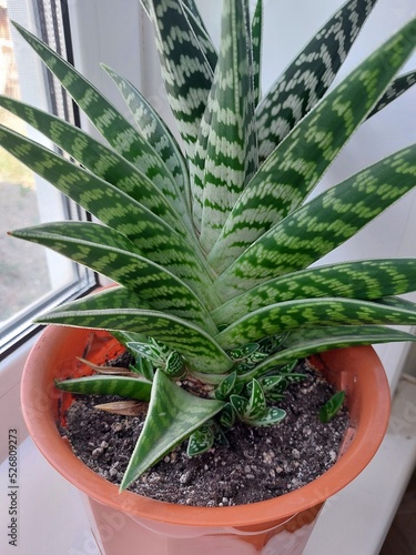 aloe vera plant