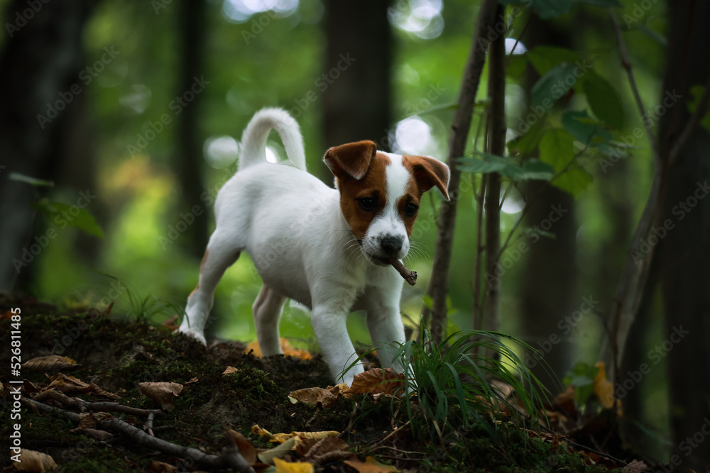 jack russel terrier