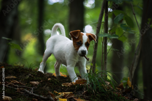 Obraz na płótnie jack russel terrier w salonie