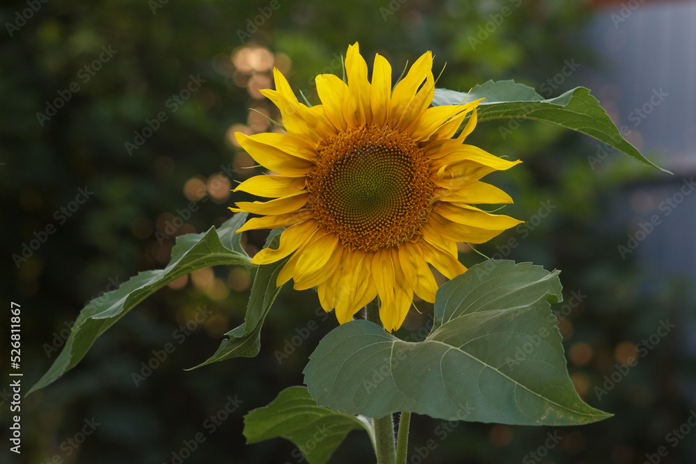 Fototapeta premium sunflower in the garden