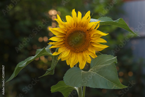 sunflower in the garden