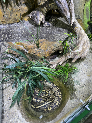 Royal python sleeping curled up in a terrarium