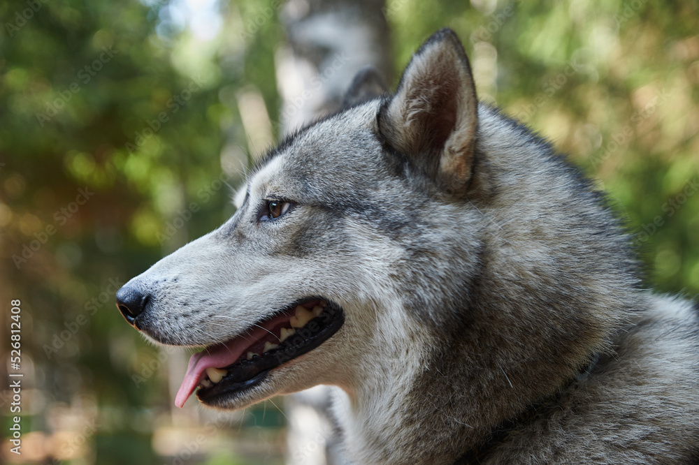 Naklejka premium pets, purebred dogs, homeless animals, dog food, beautiful dog breeds, small dogs, collar, dog on a chain