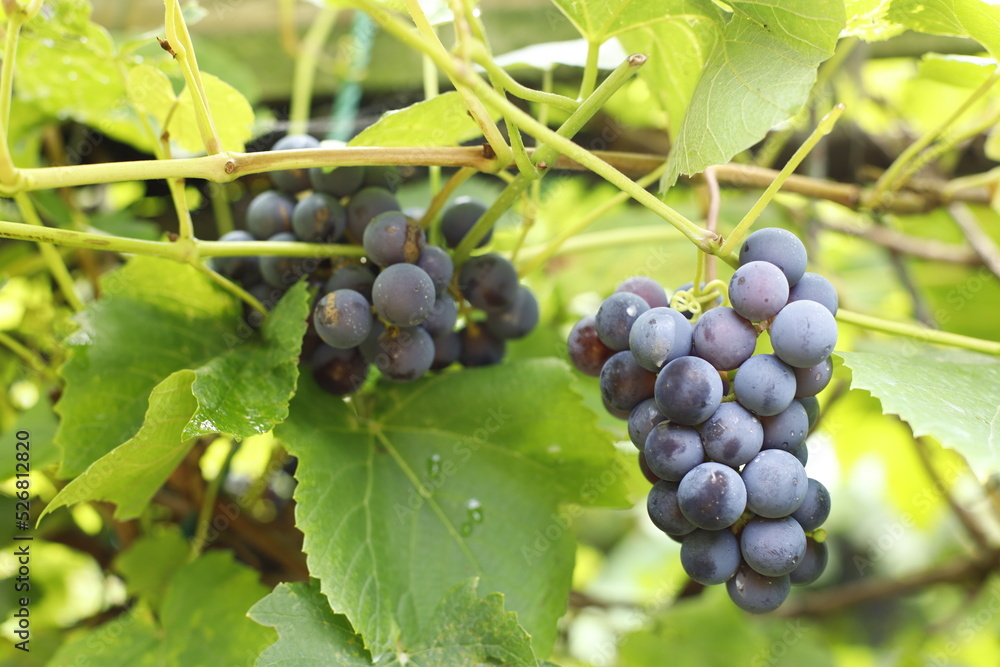 winogrona ciemne na gałęzi