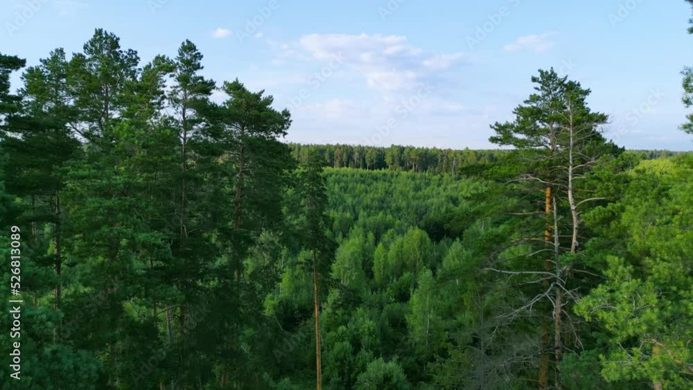 AERIAL: Flight through spruce forest trees. Flight through trees moving in the wind in the forest