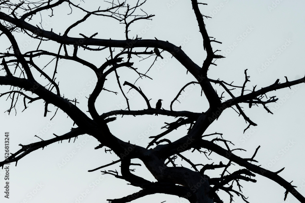 ptak w czarnych gałęziach drzewa ramka okrągła - obrazy, fototapety, plakaty 