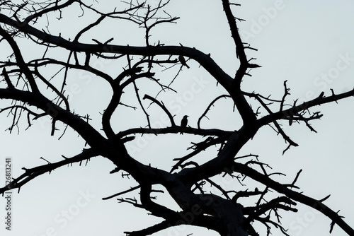 ptak w czarnych gałęziach drzewa ramka okrągła
