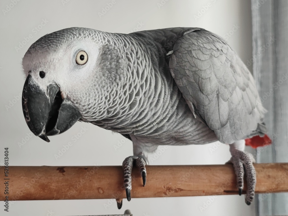 Fototapeta premium African grey parrot