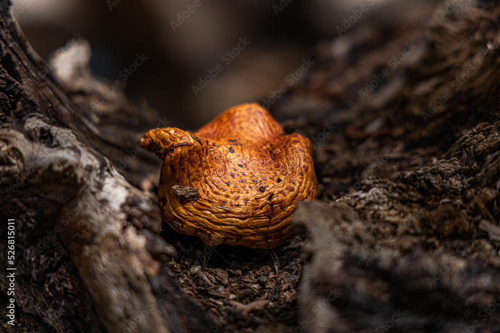mushroom on a tree mushroom on a tree