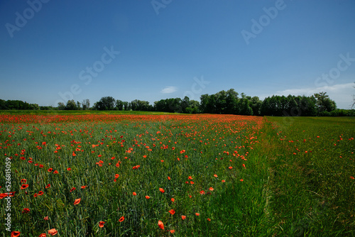 field of red poppies sunny summer day